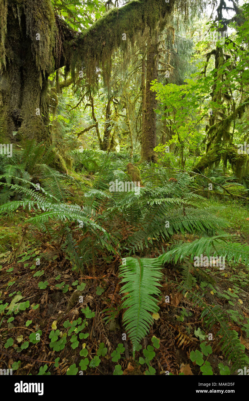 WA13994-00...WASHINGTON - Fern covered forest floor along the Hoh River Trail in Olympic National Park. Stock Photo