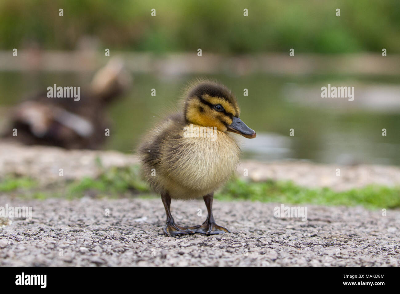 Beautiful Young Cute Juvenile Mallard (anas platyrhynchos) Duckling Portrait Stock Photo