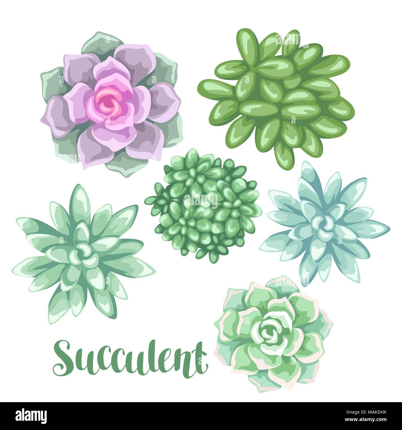 Set of succulents. Echeveria, Jade Plant and Donkey Tails Stock Vector