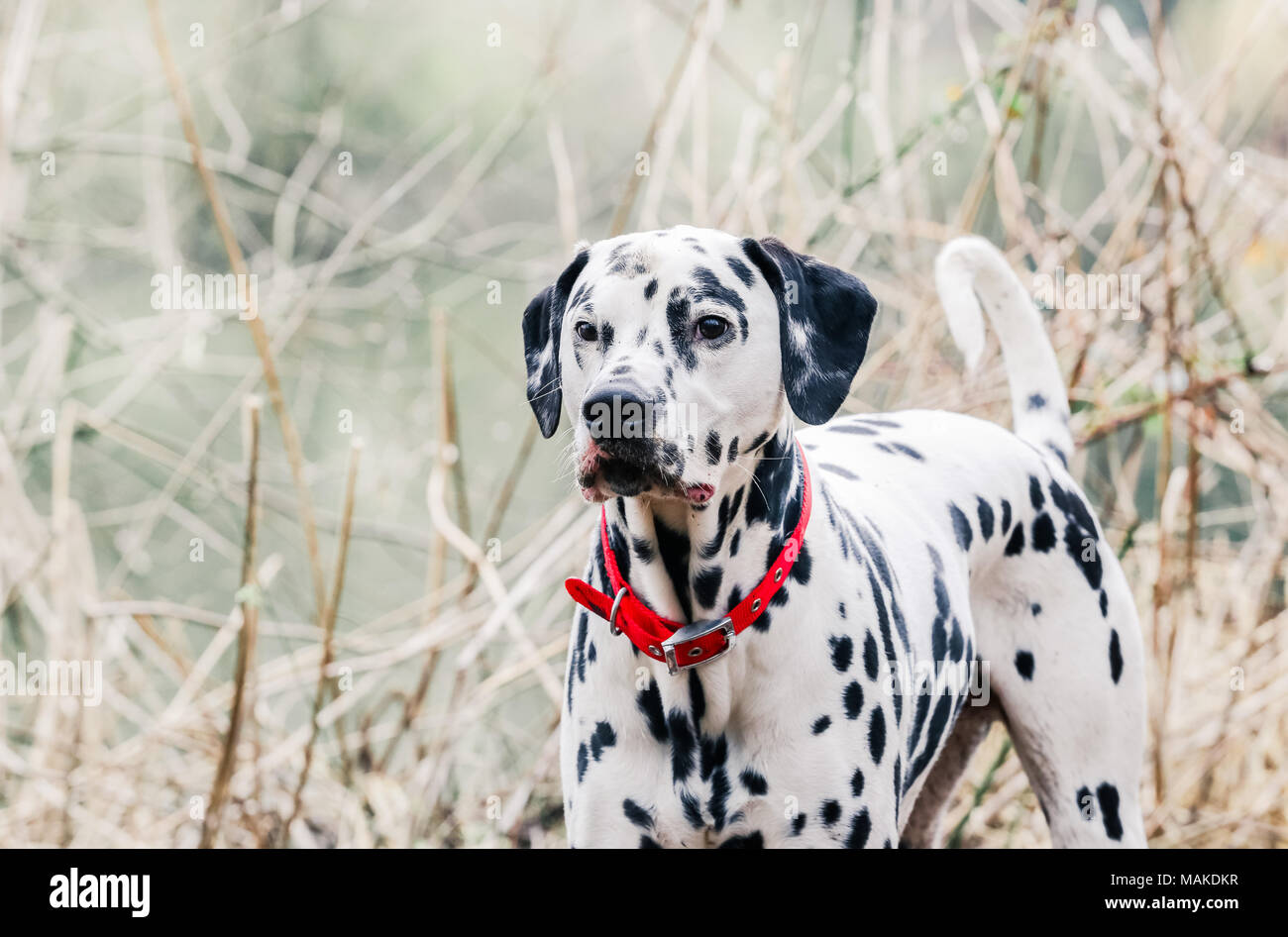 Dalmatian dog out for a walk in the countryside, UK Stock Photo