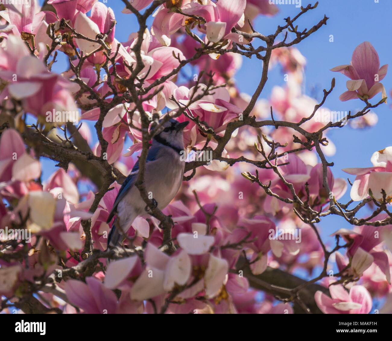 Blue Jay in the Magnolia Stock Photo Alamy