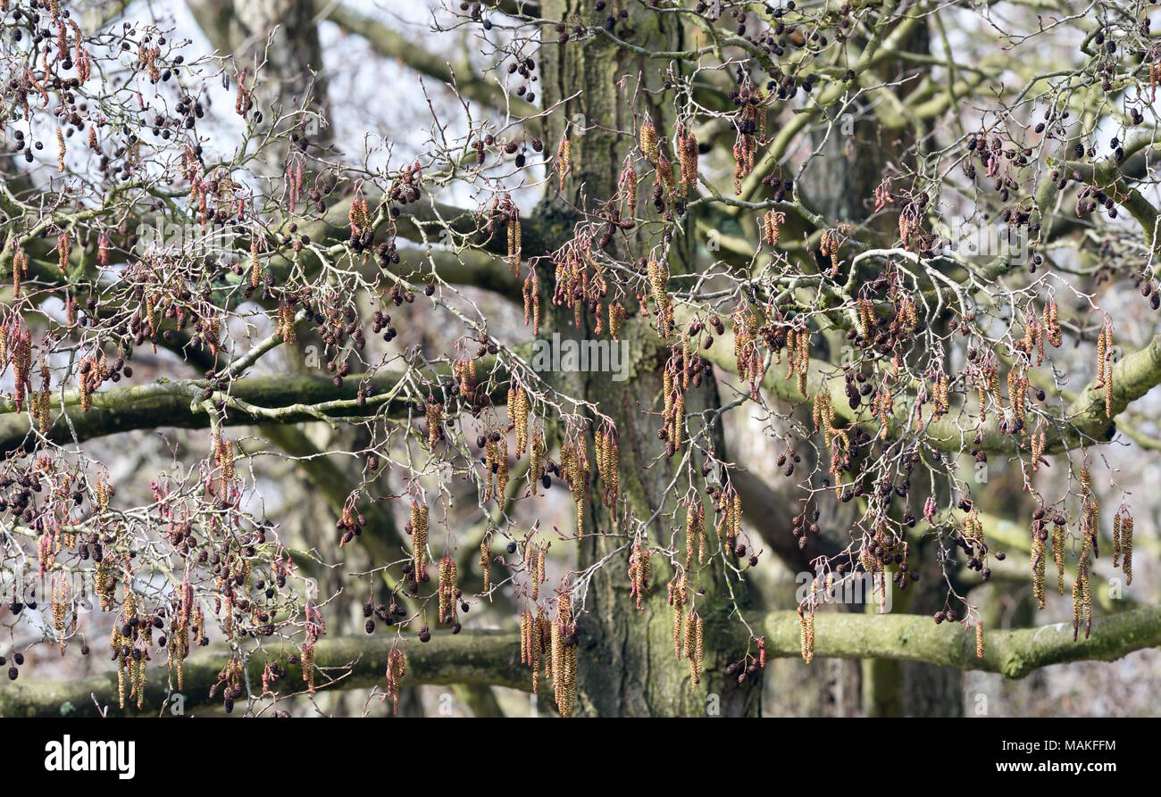 Male catkins and female cones on the same mature alder (Alnus glutinosa) tree in late winter. Sevenoaks, Kent, England, UK. Stock Photo