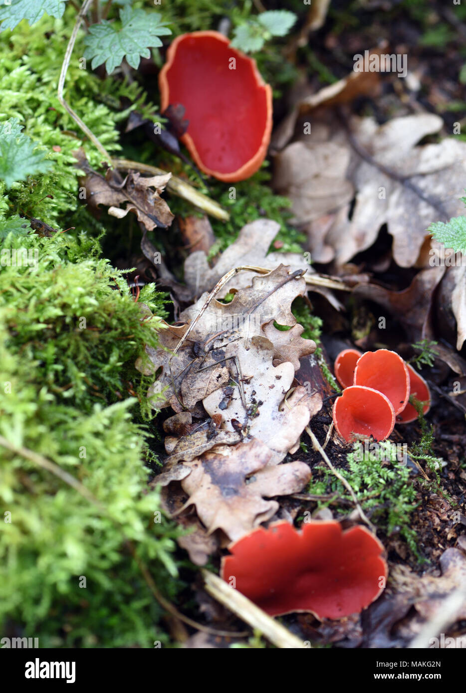 Scarlet elf cap (Sarcoscypha coccinea) fruiting bodies growing from mould and leaf litter in early spring on a woodland floor. Sevenoaks, Kent, Englan Stock Photo