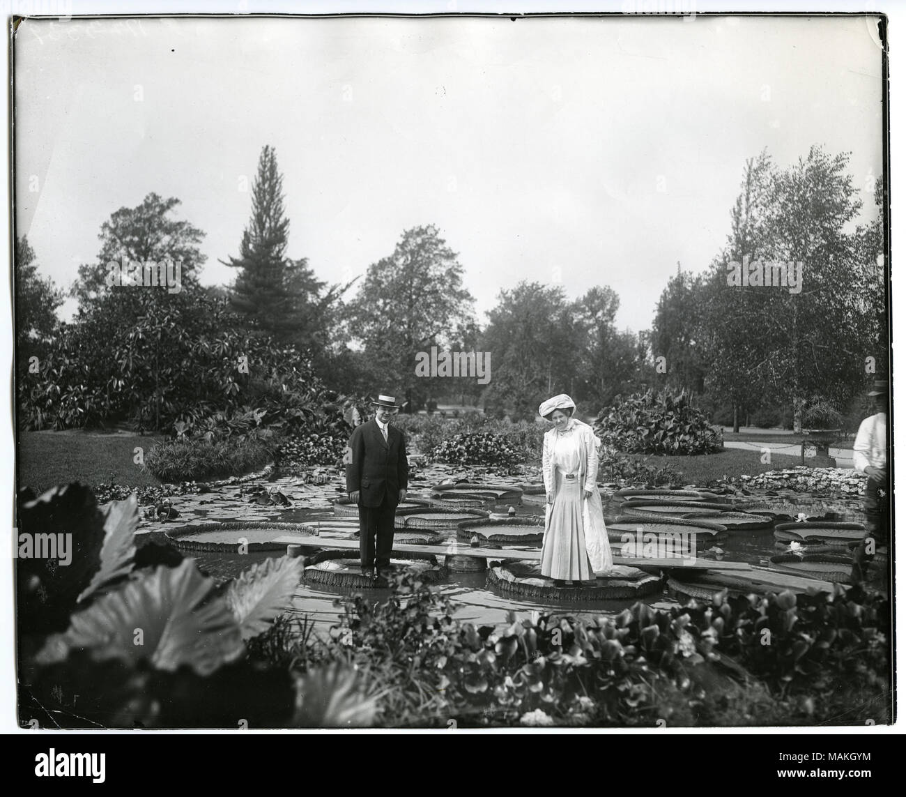 Horizontal, black and white photograph showing a man and a woman standing on giant lily pads in the lily pond at Tower Grove Park. The man is wearing a suit and a boater hat, while the woman is wearing a long, light-weight coat over her skirt and blouse, as well as a large hat. Wooden boards run behind the man and woman, connecting several of the lily pads. Other lily pads and a variety of trees and bushes can be seen in the background. A handwritten note on the back of the print, possibly from Dr. William Swekosky, reads: 'Standing on Lily Pads Tower Grove Park.' Title: Tower Grove Park Lily  Stock Photo
