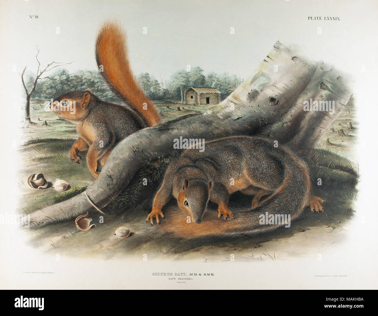 Aud tree hi-res stock photography and images - Alamy