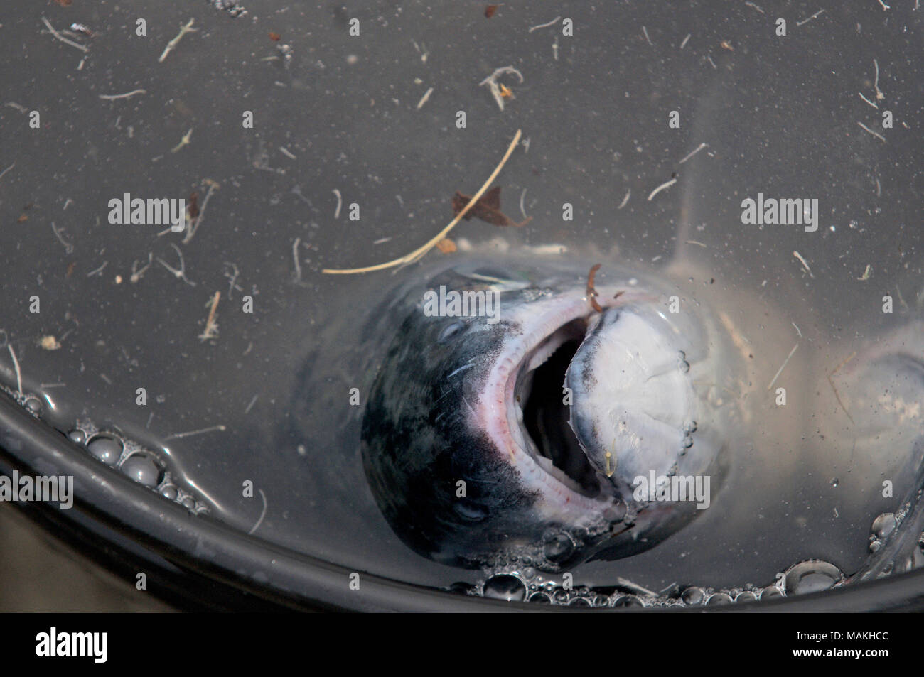 Men fishing for small spring coho salmon at the shore of Lake Michigan