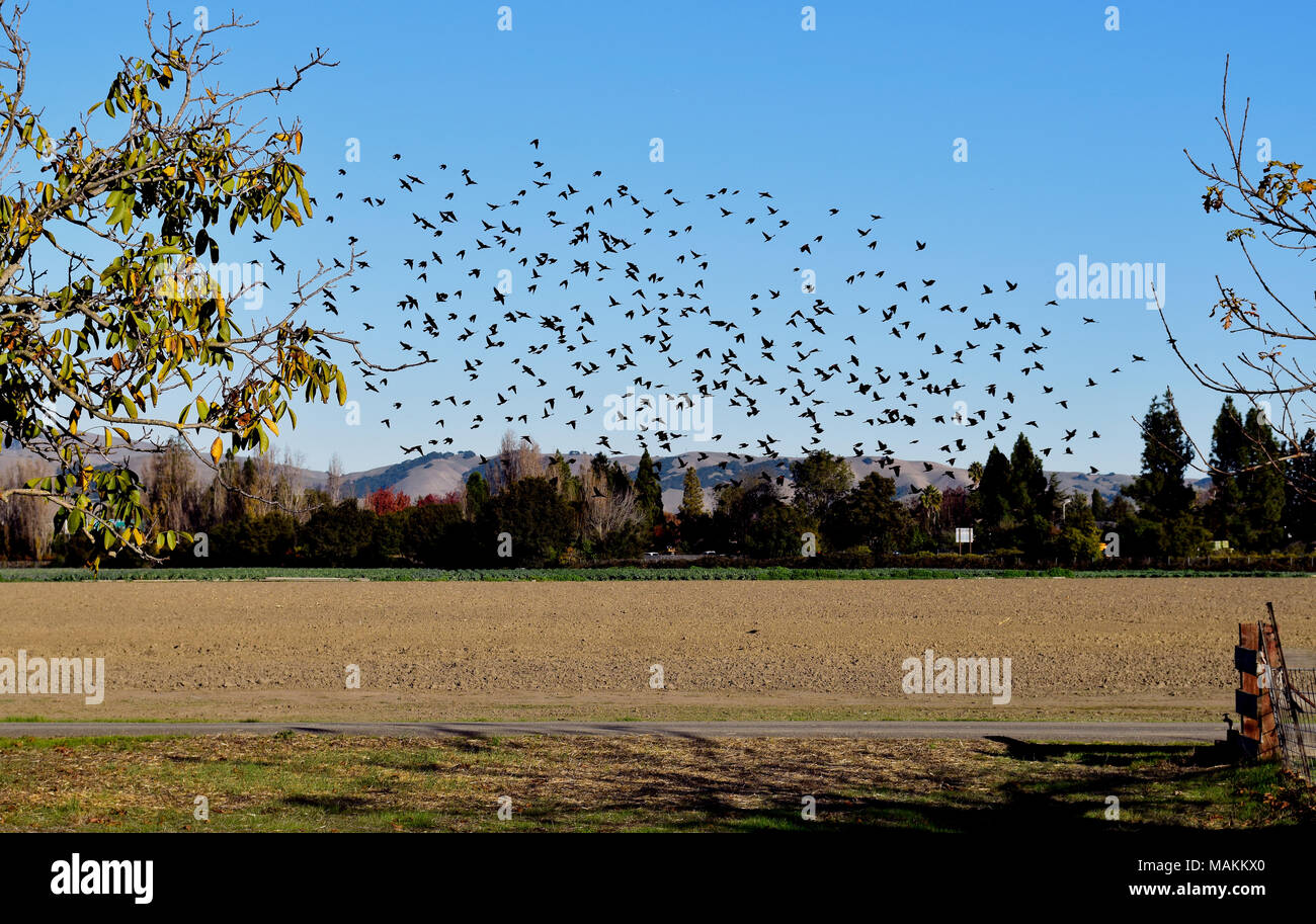 redwinged blackbird flock over a field at Ardenwood Historic Farm, Fremont, California, USA Stock Photo