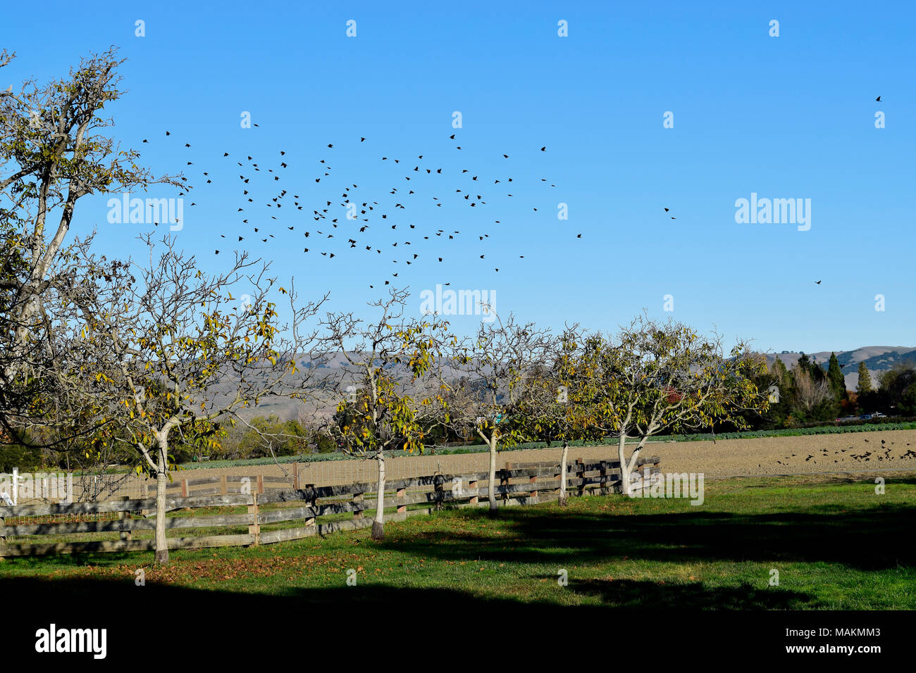 blackbird flock over a field at Ardenwood Historic Farm, Fremont, California, USA Stock Photo