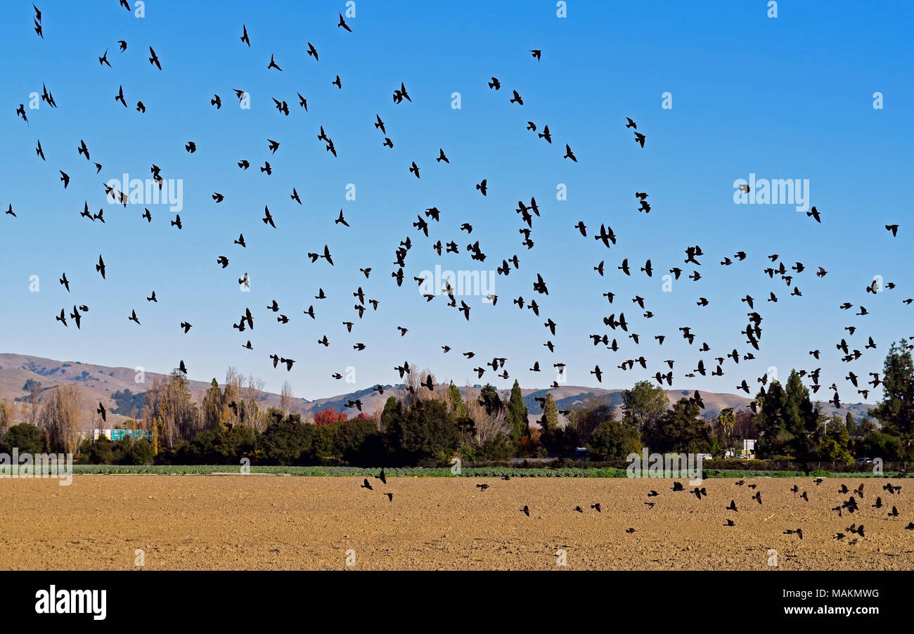 blackbird flock over a field at Ardenwood Historic Farm, Fremont, California, USA Stock Photo