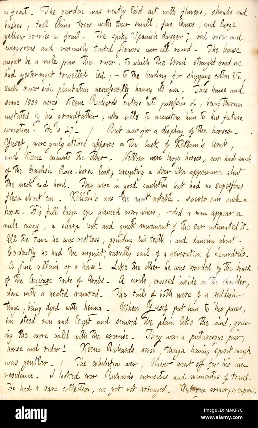 Describes Oliver Kellam's Arabian horses.  Transcription: in front. The garden was neatly laid out with flowers, shrubs and bushes, tall china trees with their small, fine leaves, and large yellow berries in front. The spiky ?ǣSpanish dagger, ? red roses and evergreens and variously tinted flowers were all round. The house might be a mile from the river, to which the broad straight road we had yesternight travelled led;  ? to the landing for shipping cotton &c, each riverside plantation nescessarilly having its own. This house and some 1000 acres Keene Richards enters into possession of, being Stock Photo