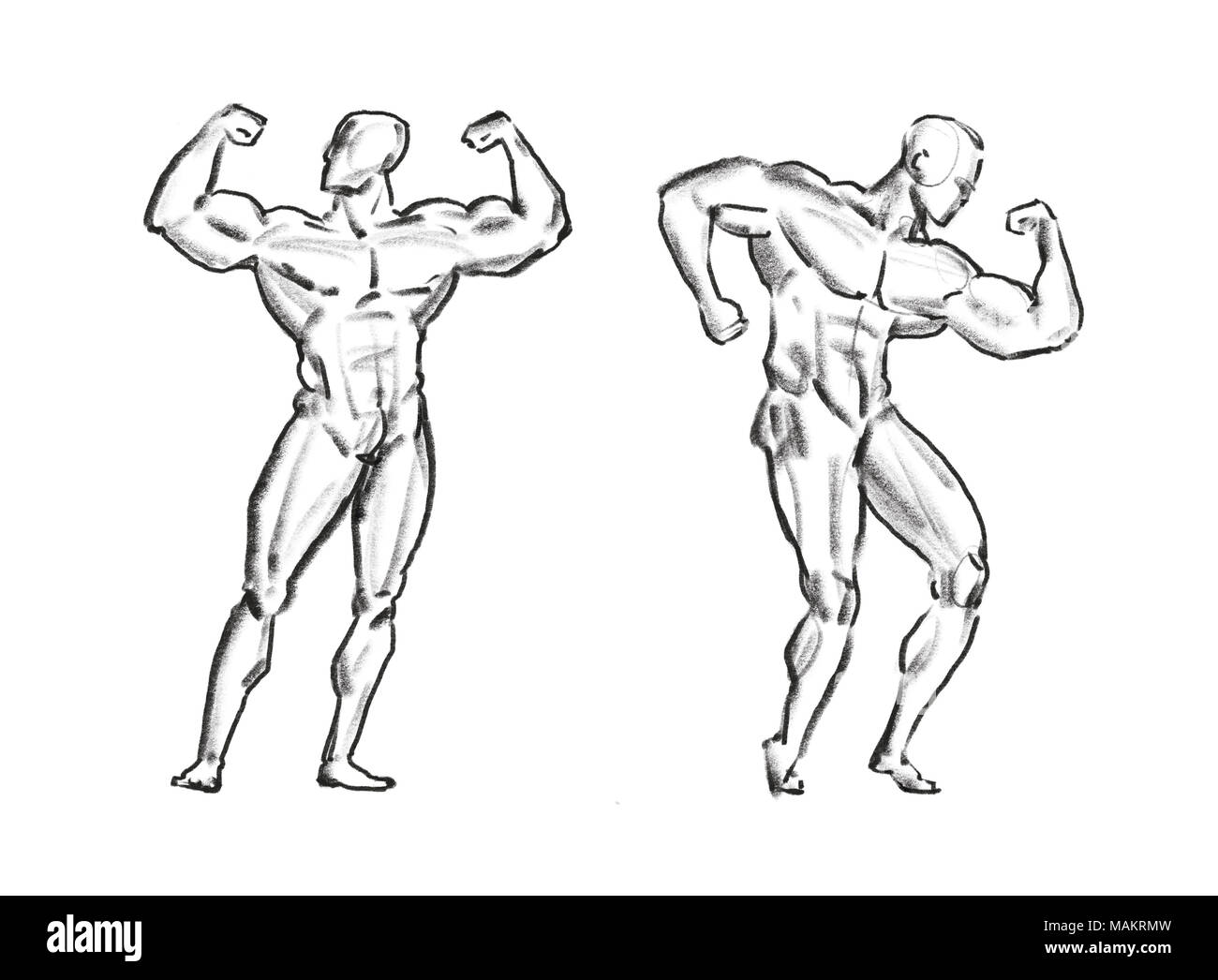 Download Arm Muscle Drawing RoyaltyFree Stock Illustration Image  Pixabay