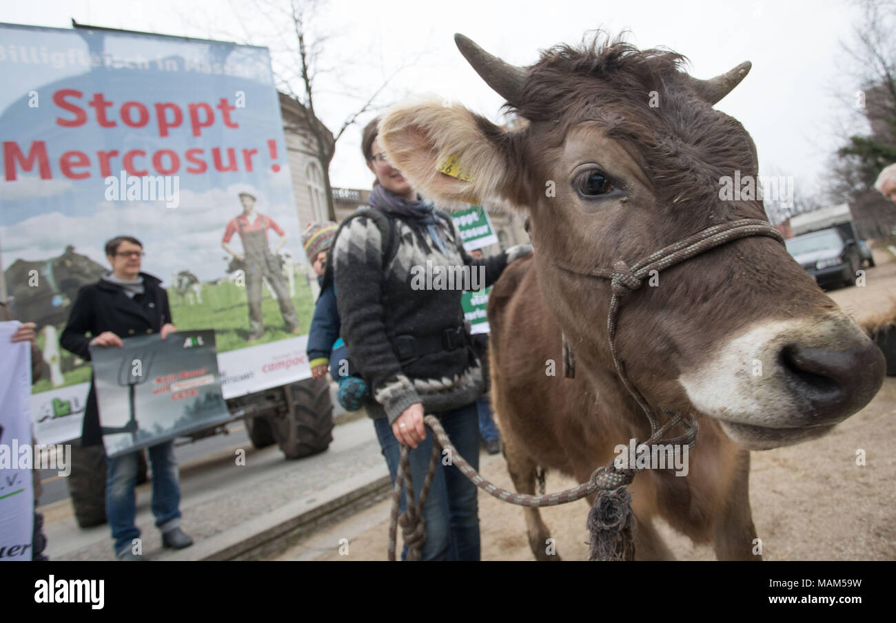 26 March 2018, Germany, Berlin: Activists protesting with one-year old cow Omega against the EU-Mercosur agreement in front of the Federal Economy Ministry. Some fear that the agreement's entry into force would allow the mass import of cheap meat from Latin America. Photo: Jörg Carstensen/dpa Stock Photo