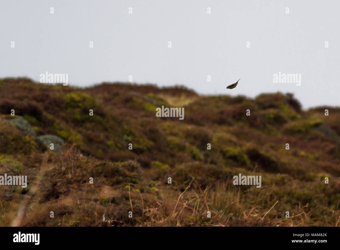 Spring parachute flight display hi-res stock photography and images - Alamy