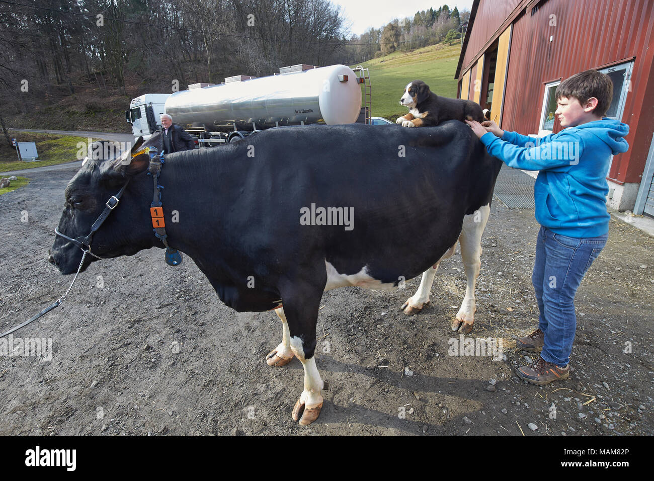 27 March 2018, Germany, Heckenbach: Farmer son Tobias Marienfeld puts his dog on Enzo on the 17 year old Belinda. Belinda has marked a record by giving more than 150 000 litres of milk. Photo: Thomas Frey/dpa Stock Photo