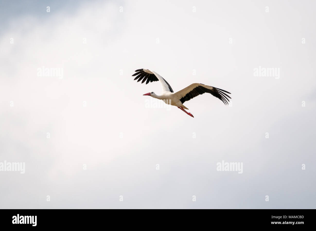 white stork, Ciconia ciconia, flying, Aiguamolls Emporda, Catalonia, Spain Stock Photo