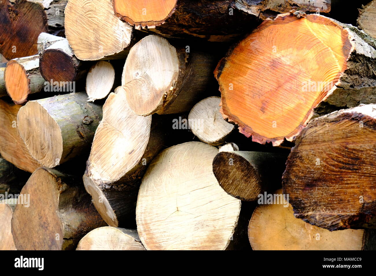 Pile of cut logs Stock Photo - Alamy