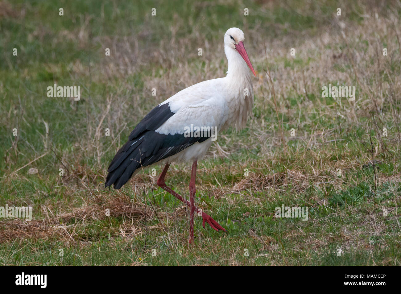 white stork, Ciconia ciconia, on the ground, Aiguamolls Emporda, Catalonia, Spain Stock Photo