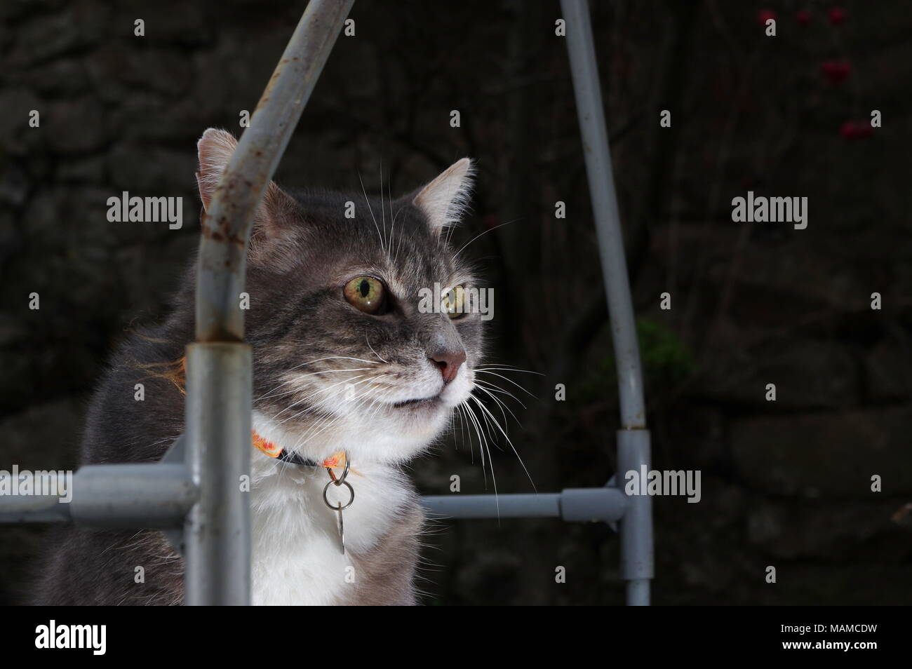 Grey cat sat in garden at night Stock Photo - Alamy