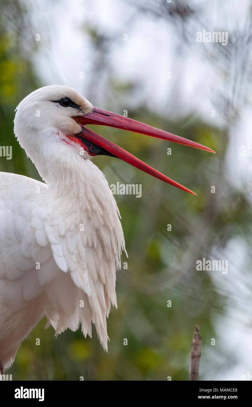 white stork, Ciconia ciconia, beak open, Aiguamolls Emporda, Catalonia, Spain Stock Photo