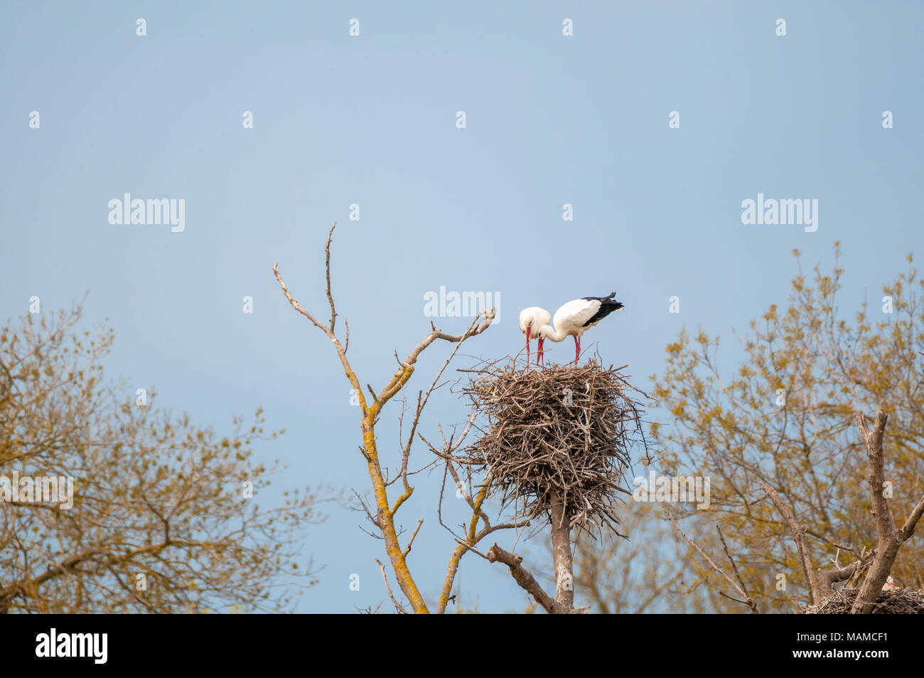 white stork, Ciconia ciconia, in the nest, Aiguamolls Emporda, Catalonia, Spain Stock Photo