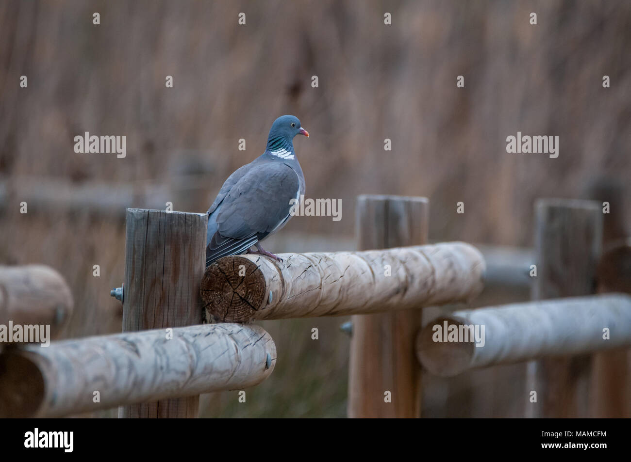 common wood pigeon, Columba palumbus, above a wooden fence, Aiguamolls Empordà, Catalonia, Spain Stock Photo