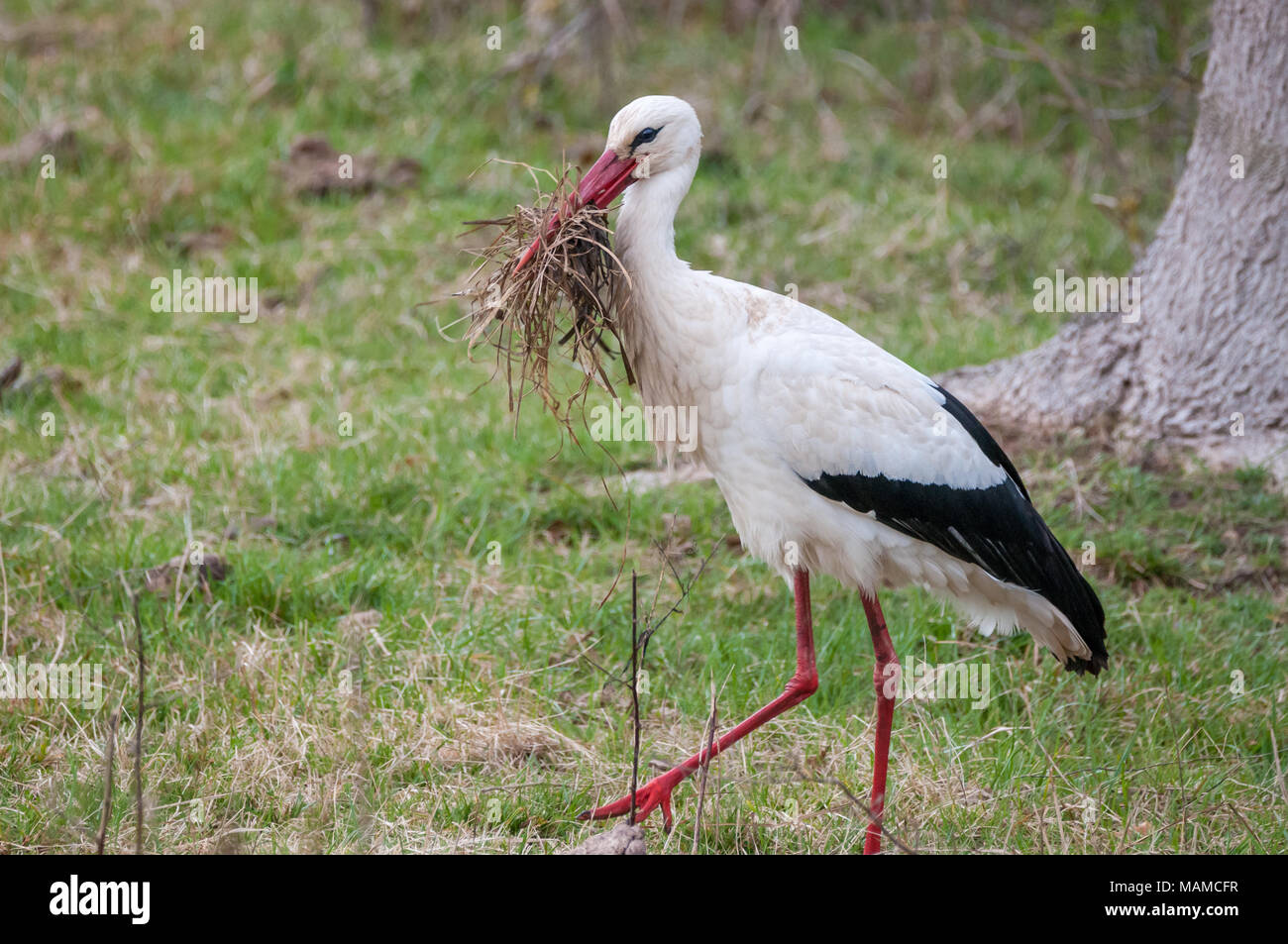 white stork, Ciconia ciconia, on the ground picking branches, Aiguamolls Emporda, Catalonia, Spain Stock Photo