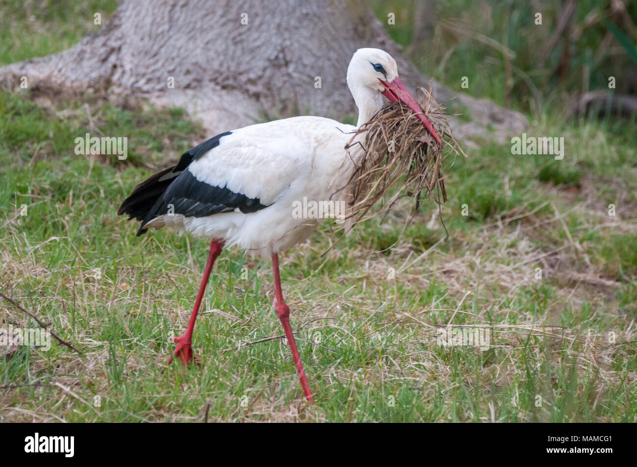 white stork, Ciconia ciconia, on the ground picking branches, Aiguamolls Emporda, Catalonia, Spain Stock Photo