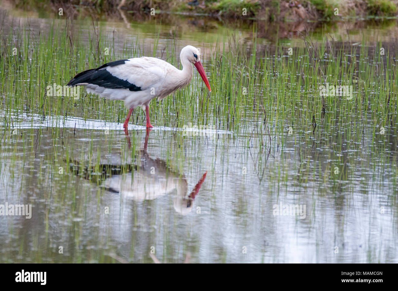 white stork, Ciconia ciconia, water, drinking, Aiguamolls Emporda, Catalonia, Spain Stock Photo