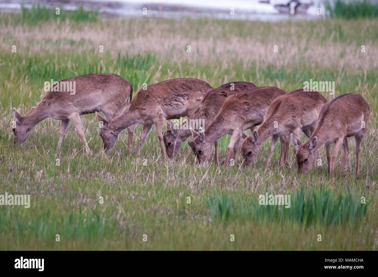 six  Fallow deers, eating grass, Dama dama, Aiguamolls Empordà, Catalonia, Spain Stock Photo