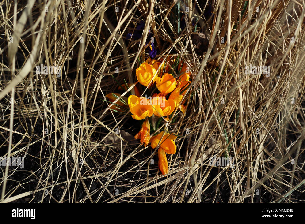 Spring season, yellow flowers coming through straw, sunlight, March Stock Photo