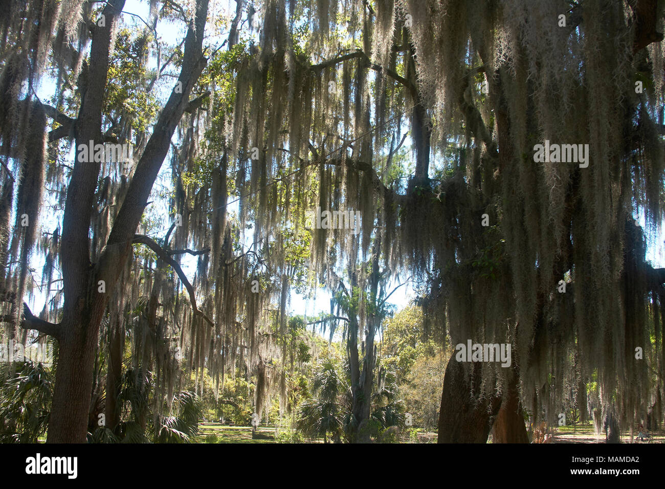 Mossy Oak Trees In City Park New Orleans Louisiana MAMDA2 