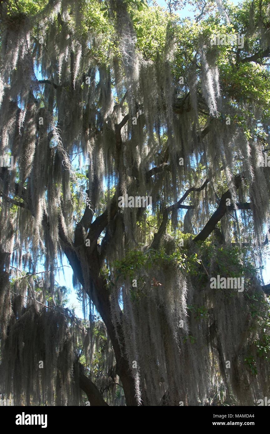 Old mossy oak tree hi-res stock photography and images - Alamy