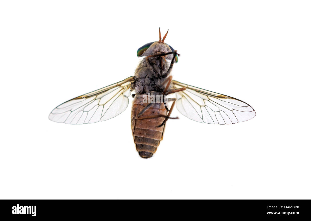 Bottom of a horse-fly, a true fly in the family Tabanidae in the insect order Diptera. They are often large and agile in flight, and the females bite  Stock Photo