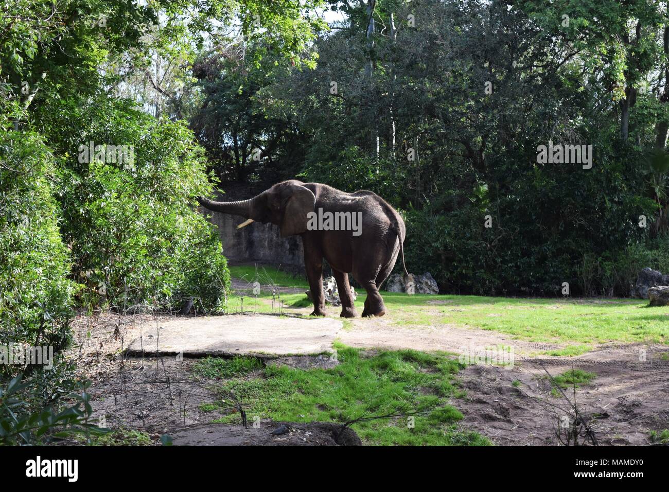 Elephant eating from tree hires stock photography and images Alamy