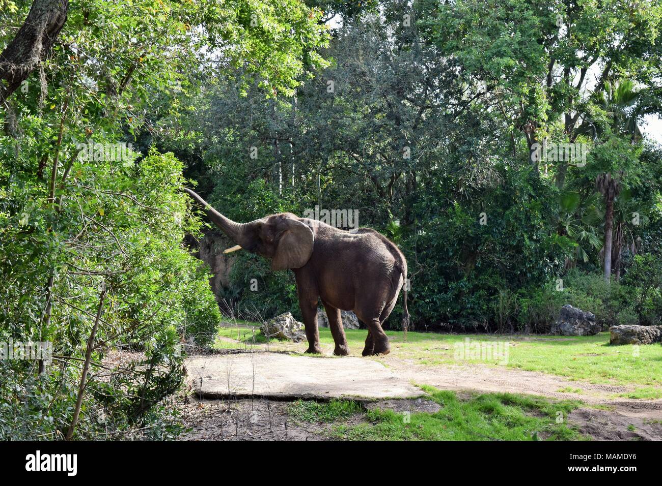 Male African Elephant eating from tree Stock Photo Alamy