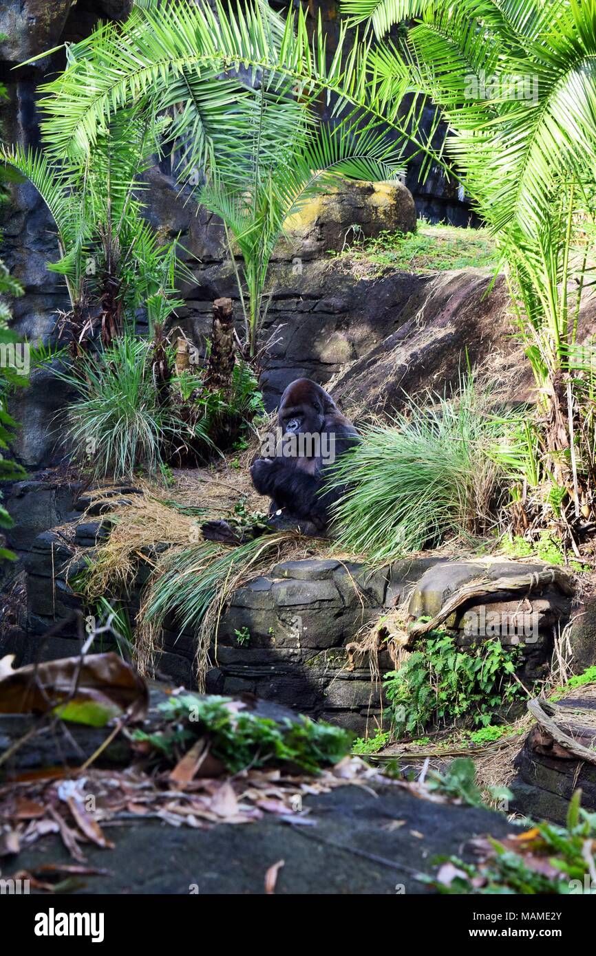 Western Lowland Gorilla enjoying his meal Stock Photo