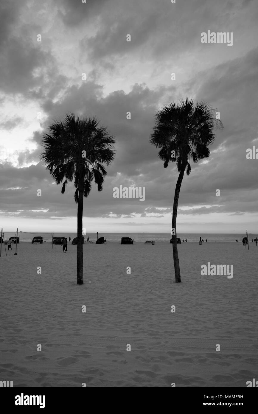 Palm Trees at Clearwater Beach, Florida in black and white Stock Photo