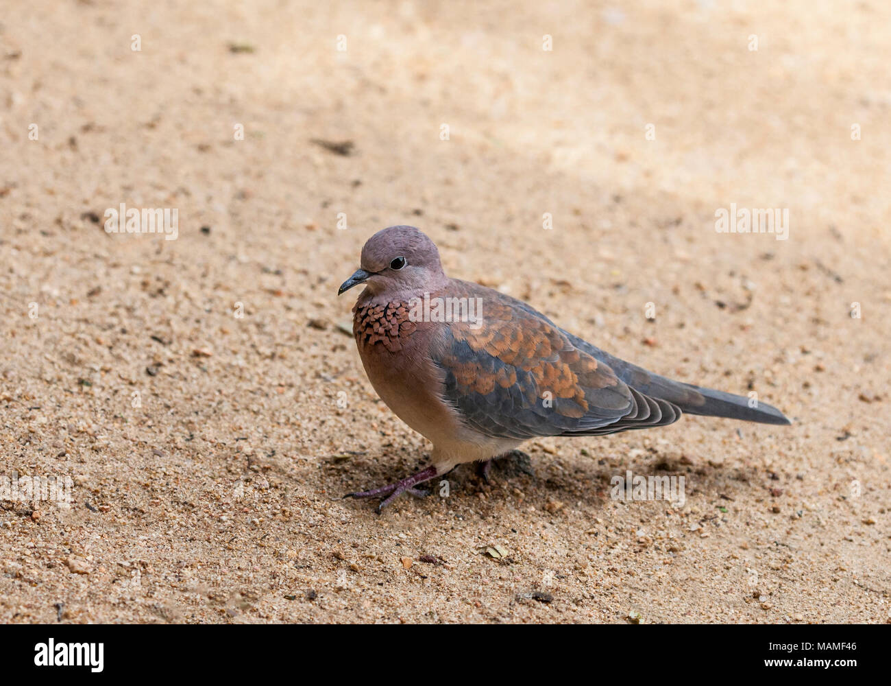 Laughing Dove, aka Palm Dove, Spilopelia senegalensis (fka Steptopelia