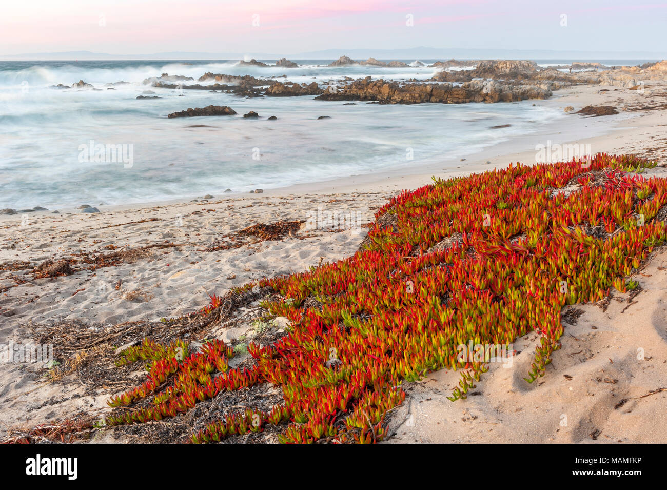 Atmospheric landscape highway ice plant (Carpobrotus edulis), Hottentot-fig, sour fig, covering beach sand at Pacific Grove, Coast of California, USA. Stock Photo