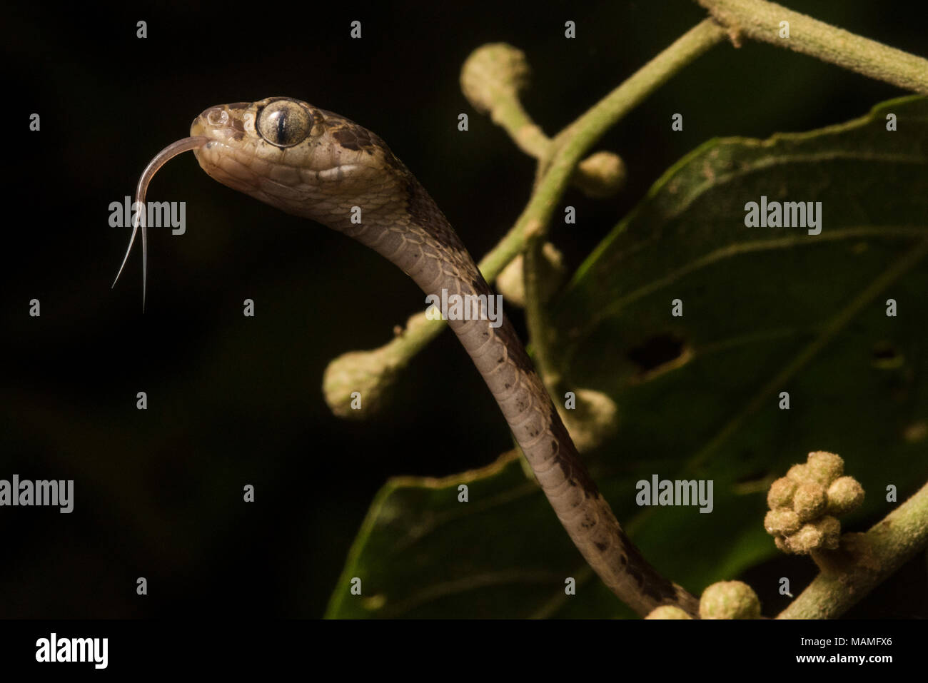 A nocturnal snake of the neotropics, the blunthead tree snake (Imantodes cenchoa).  These snakes move about the trees & bushes looking for food. Stock Photo