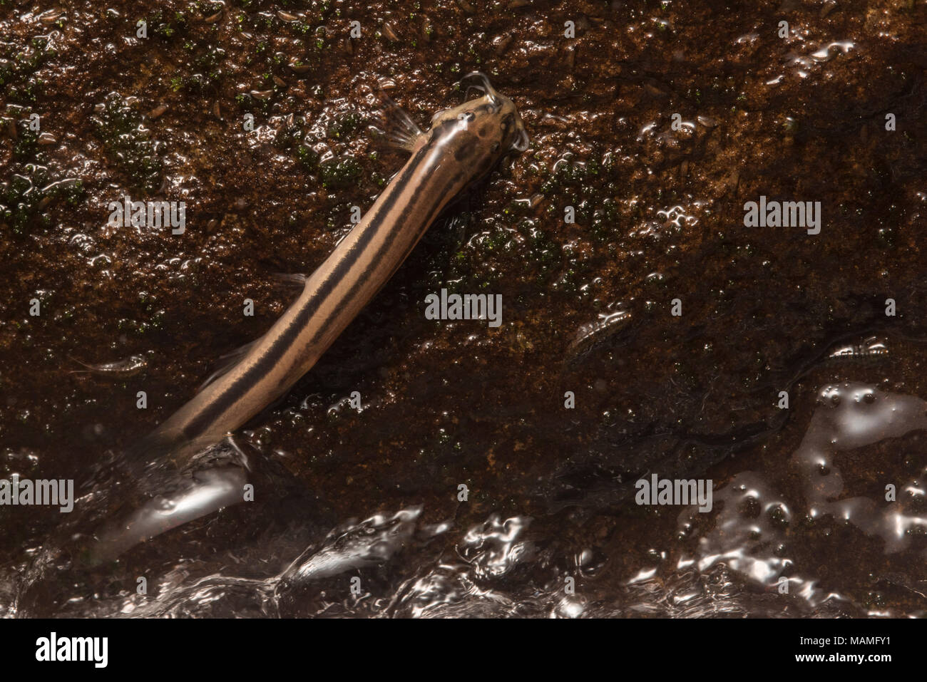 A pencil catfish in the genus Trichomycterus leaves the water. It can be seen clinging to rocks next to river rapids while searching for food. Stock Photo