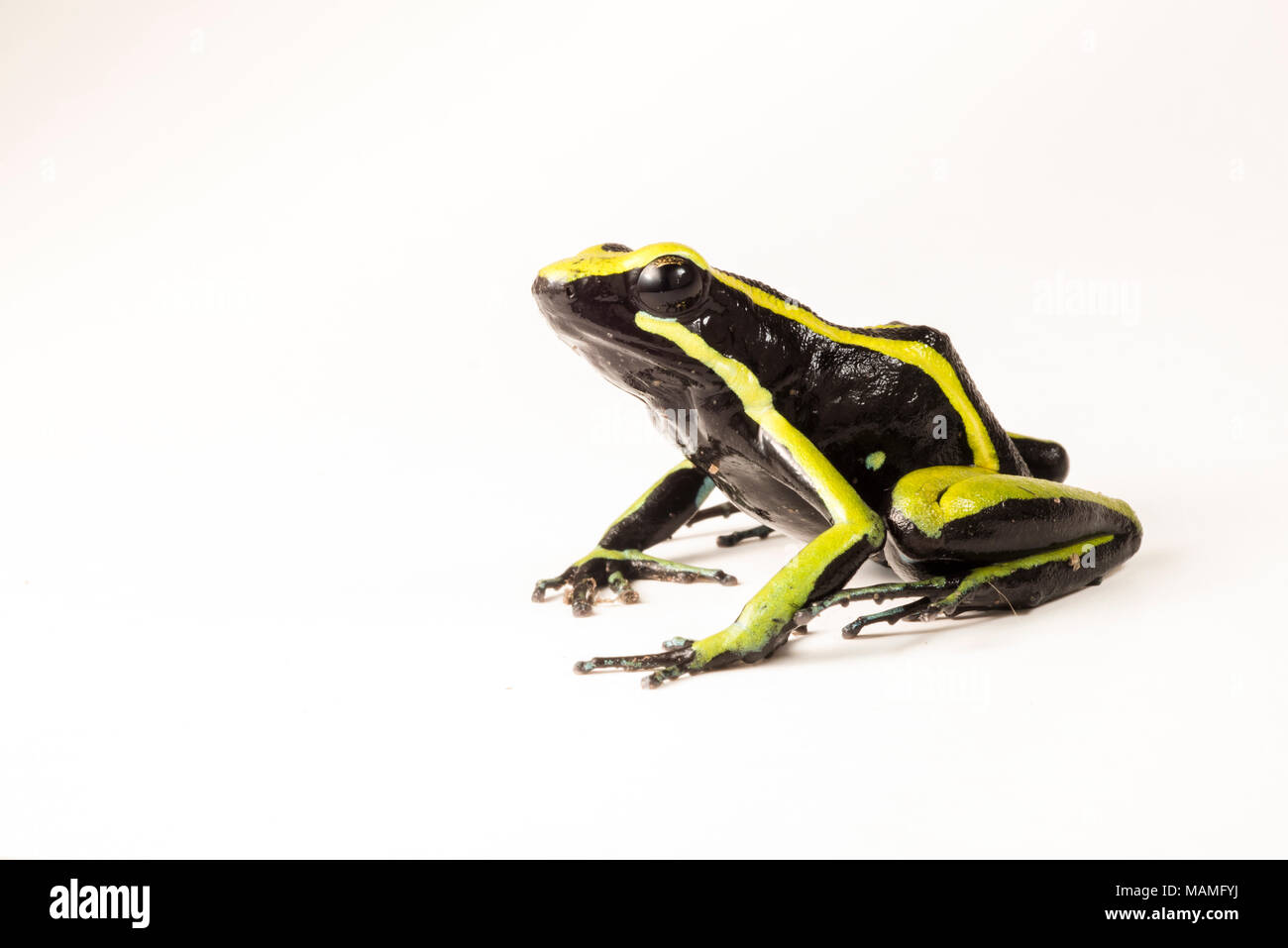 A three striped poison frog (Ameerega trivittata) isolated on white. This poison frog relies on potent toxins to defend it from predators. Stock Photo
