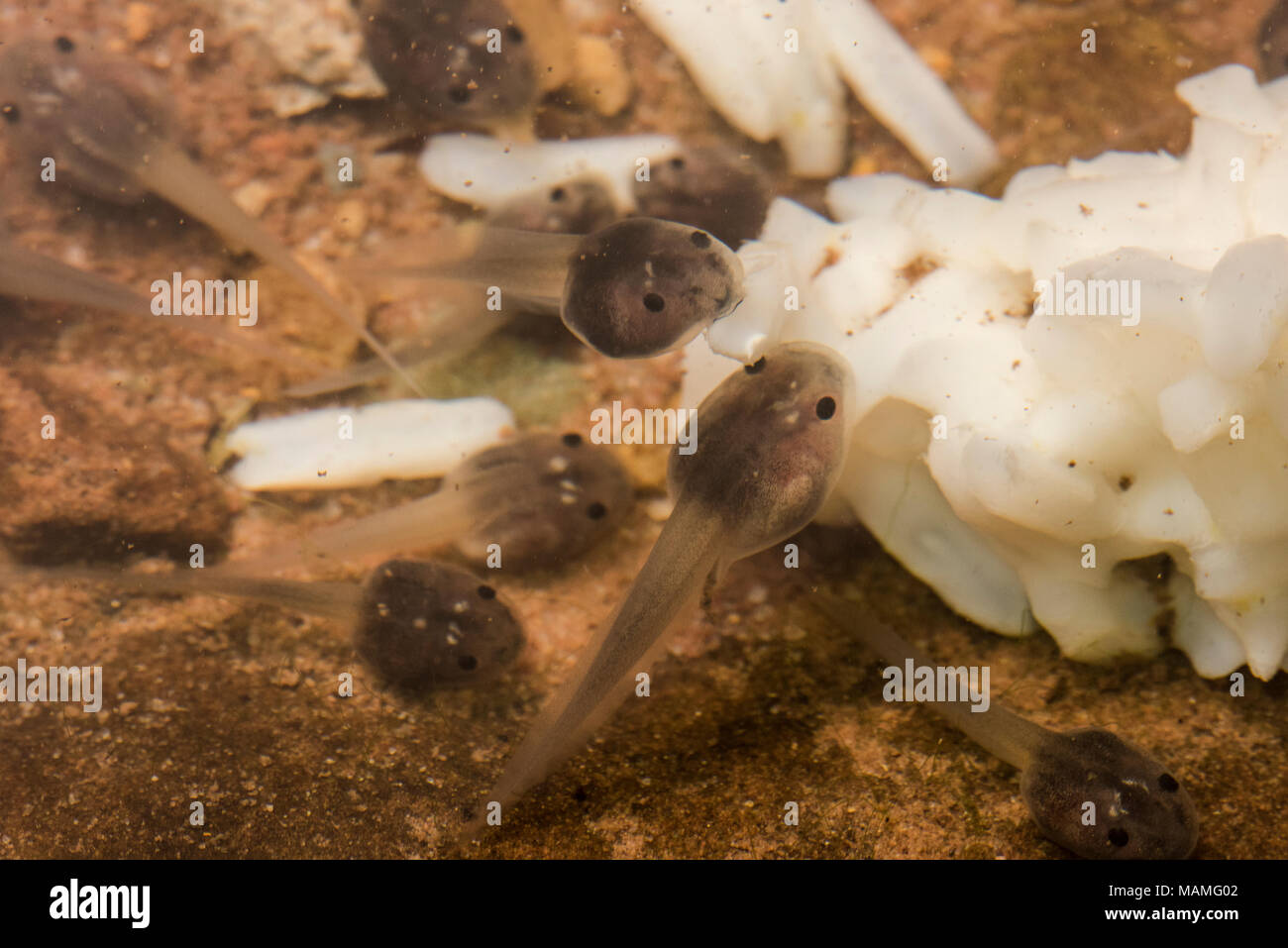 A group of tadpoles eating discarded rice in a tropical river in the jungle near Tarapoto, Peru. Stock Photo