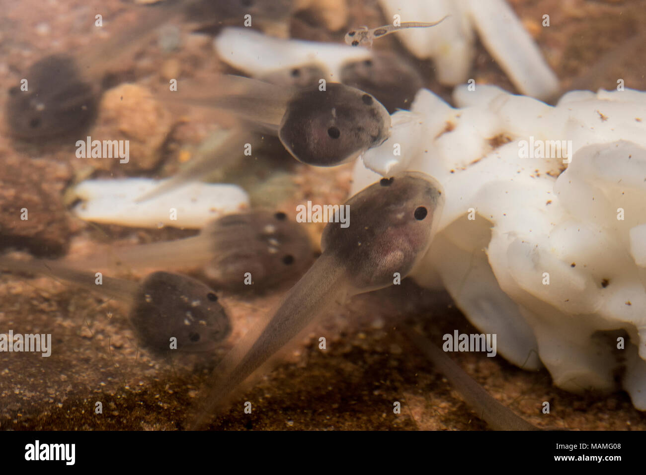 A group of tadpoles eating discarded rice in a tropical river in the jungle near Tarapoto, Peru. Stock Photo