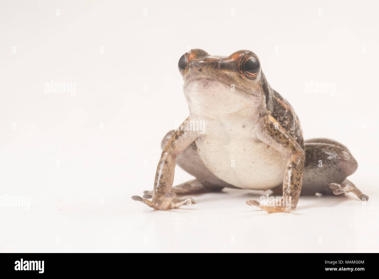 Although not as colorful as many poison frogs, rocket frogs and