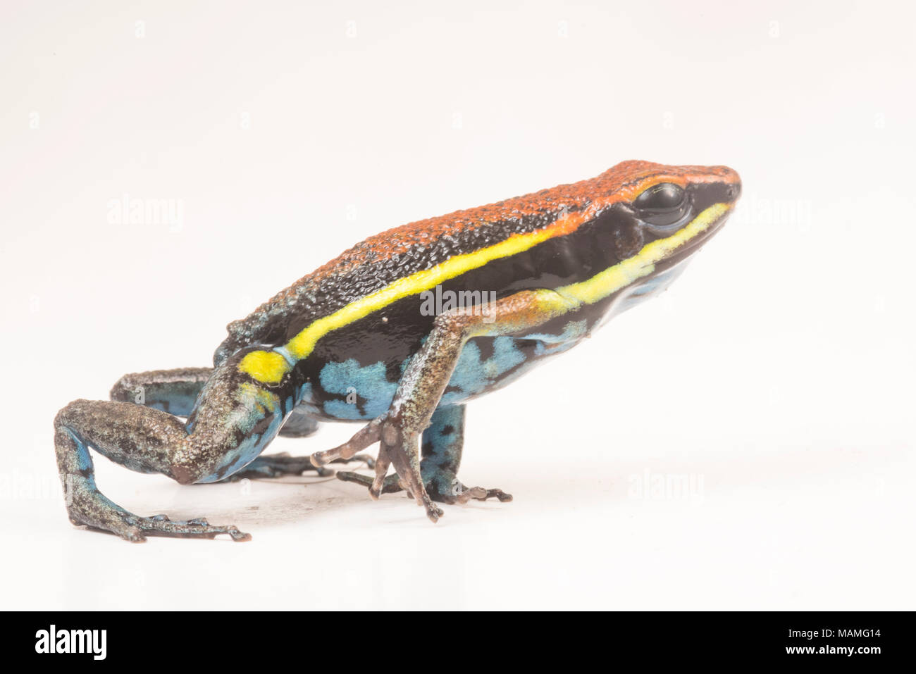 The cainarachi poison frog (Ameerega cainarachi) so called because it is only found in the Cainarachi valley of Peru. Here shown pictured on white. Stock Photo