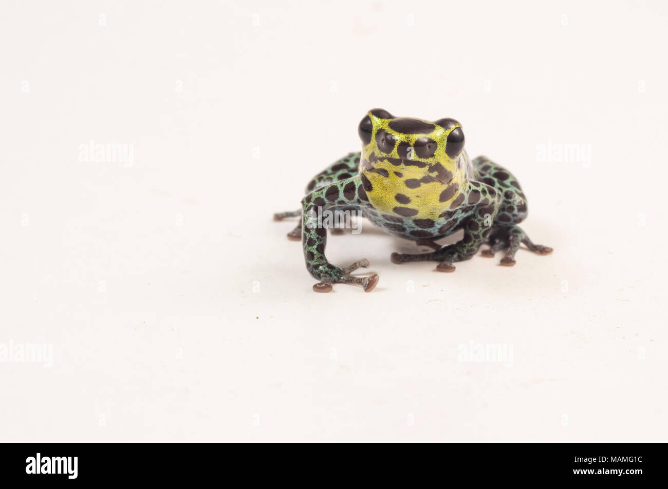 A splash back poison frog (Ranitomeya variabilis) is one of the tiny thumbnail poison frogs. It looks similar to R. imitator, a mullerian mimic. Stock Photo