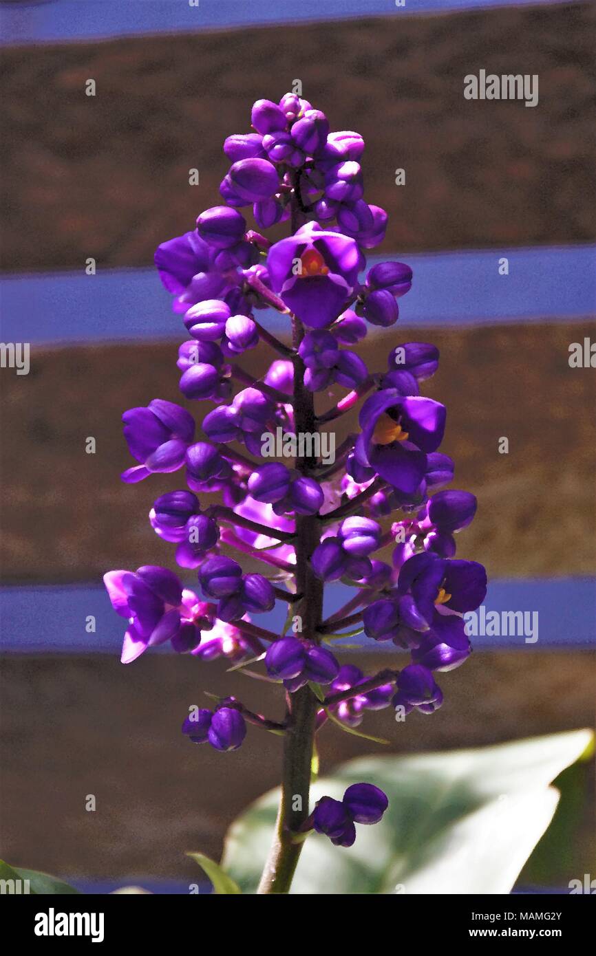 Digital manipulated photo image of a Purple Ginger Flower Stock Photo