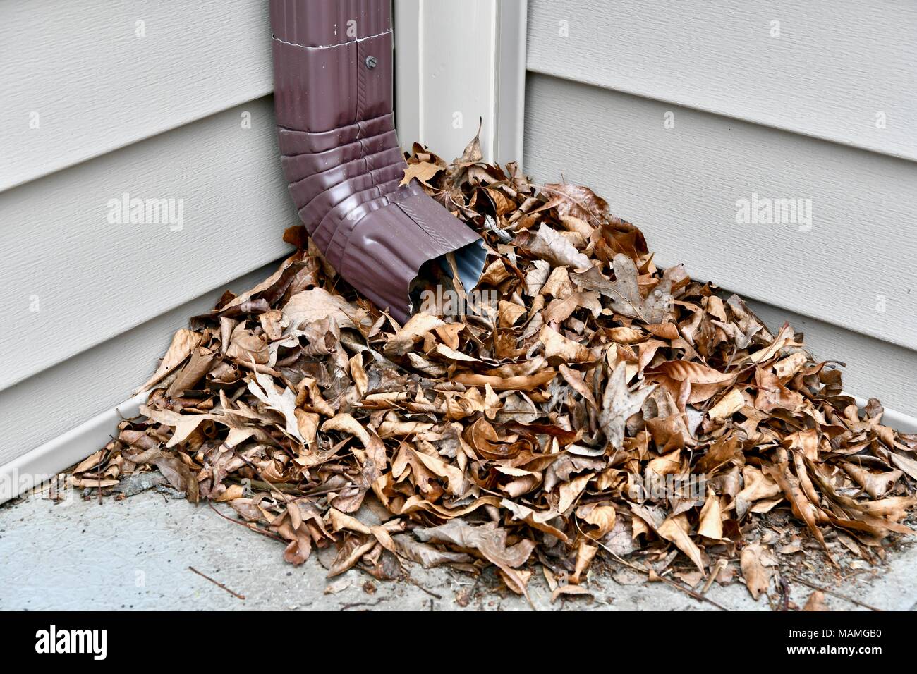 Dead leaves blocking the bottom of a gutter on a residential home, USA Stock Photo