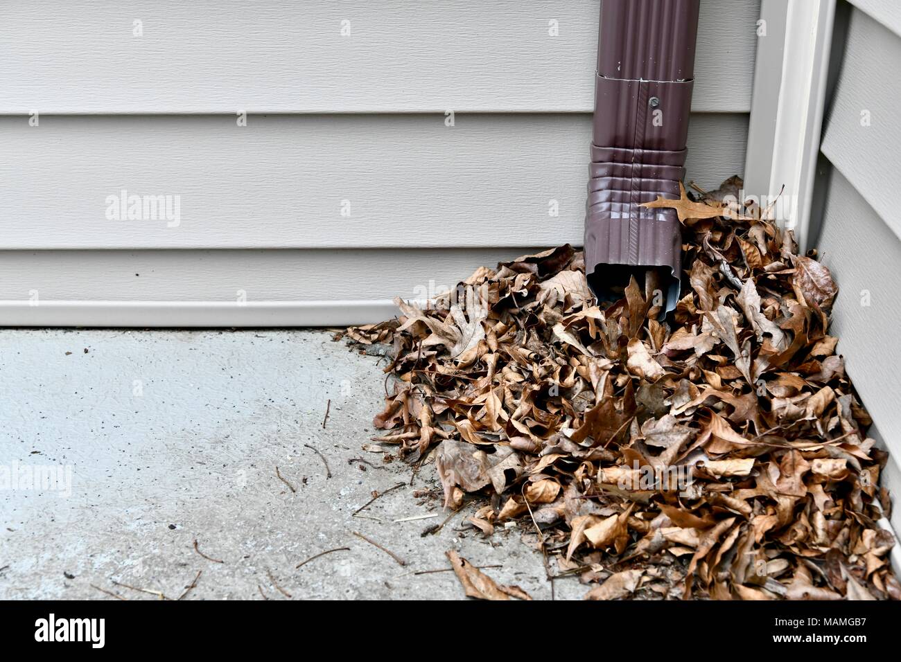 Dead leaves blocking the bottom of a gutter on a residential home, USA Stock Photo